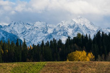 Güzel bir sonbahar manzarası Ağacı ve sıradağları var