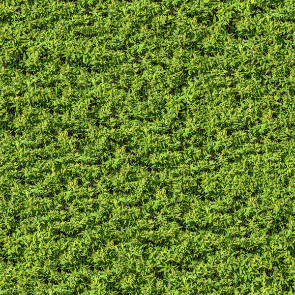 Zielone liściaste krzew. Tekstura. — Zdjęcie stockowe