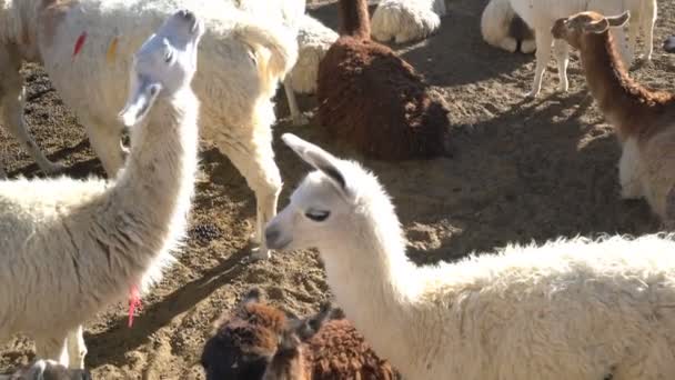 Bebê bonito Alpacas — Vídeo de Stock