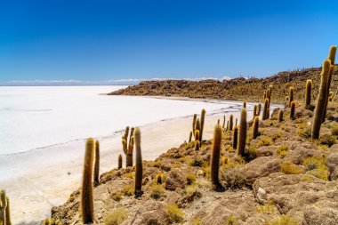 Kaktüs orman Incahuasi Adası'nda