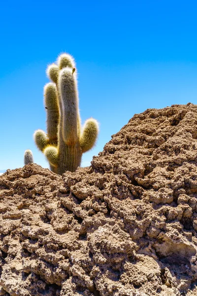 Cactus at Incahuasi Island — Stock Photo, Image