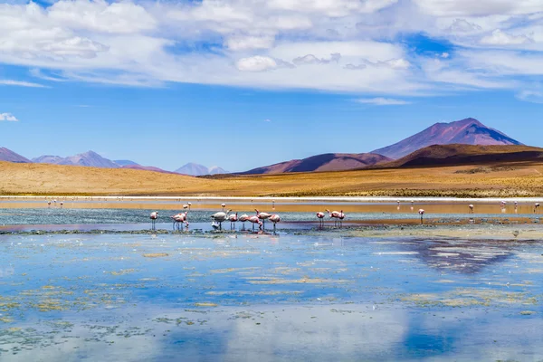 Rebanho de pássaros flamingo comendo na laguna — Fotografia de Stock