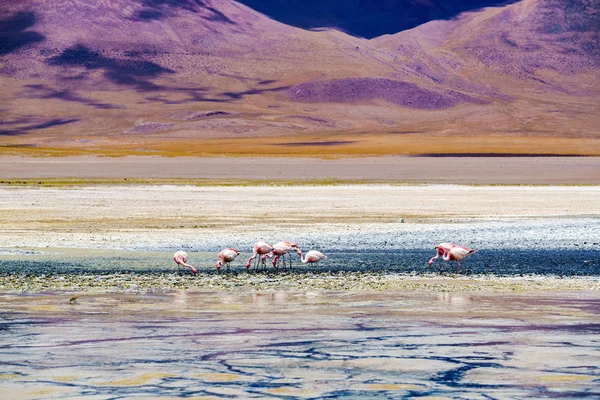 Blick auf die Laguna Verde und die rosa Flamingos — Stockfoto
