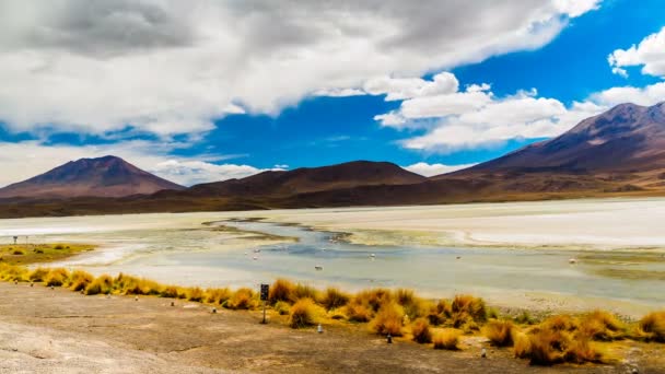 Caducidad de los flamencos alimentándose en una laguna — Vídeos de Stock