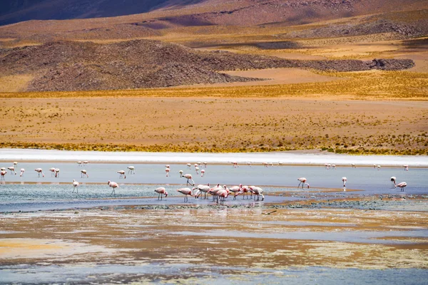 Herde von Flamingos füttert sich in einer Lagune — Stockfoto