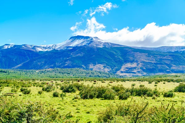 Vista de la vaca pastando en el campo con flores amarillas — Foto de Stock