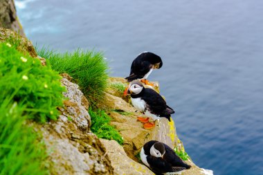 Martı Latrabjarg uçurum