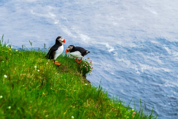 Atlantische Puffin staande op een klif — Stockfoto