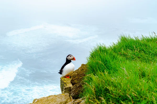 Atlantische papegaaiduiker staande op de rots — Stockfoto