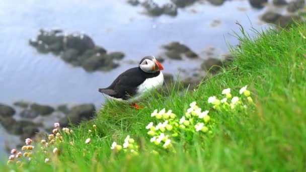 Lunnefågel på gräsbevuxen klippa av Latrabjarg — Stockvideo