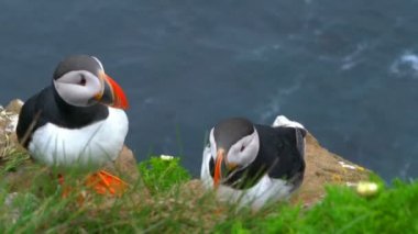 Atlantik kendilerini roc üzerinde temizlik Puffins