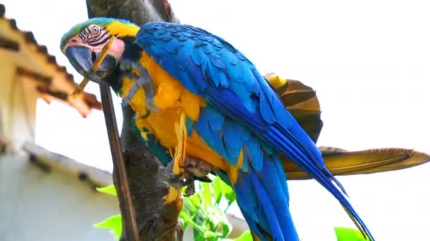 Macaw bleu et or debout et ronger sur une branche — Video