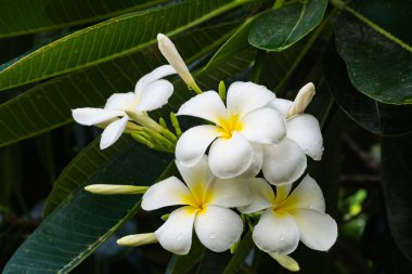 Frangipani demet