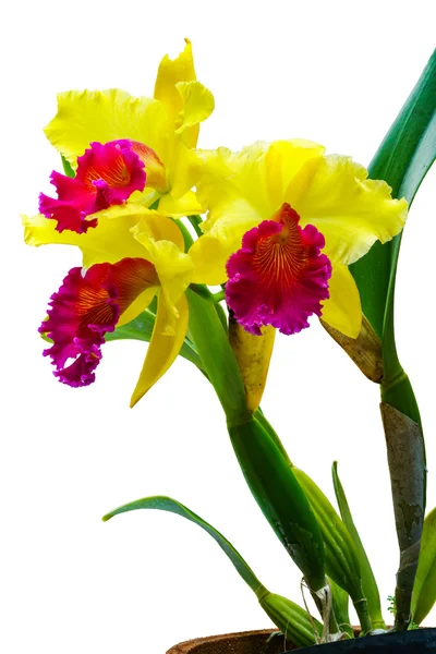 Taze Cattleya orkide — Stok fotoğraf