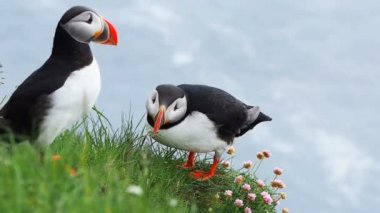 Atlantik Puffins ayakta Uçurumdaki
