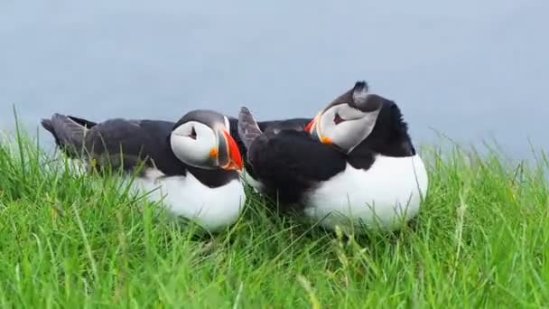 Familie der atlantischen Papageitaucher an der Klippe des Latrabjarg — Stockvideo