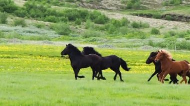 At çayırda çalışan