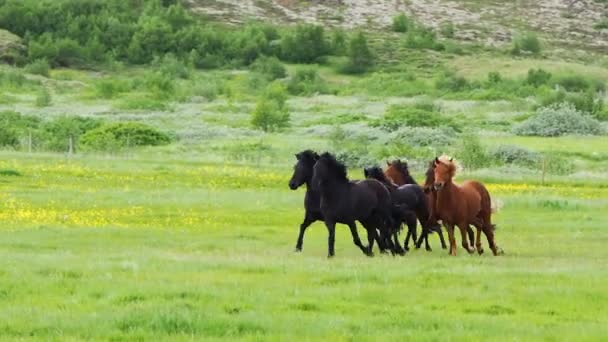 Chevaux courant dans la prairie 