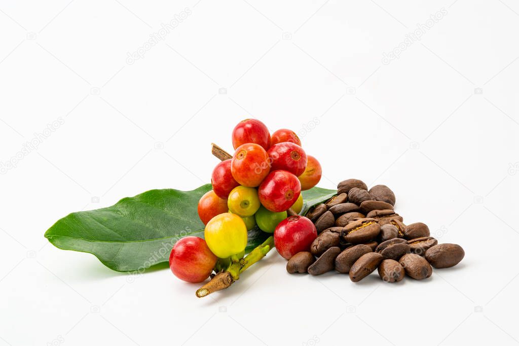 Bunch of arabica coffee fruit with green leaf and pile of roasted coffee beans on white background with clipping path. The seeds of coffee fruit called coffee beans. Both coffee fruits and coffe beans contain large amount of caffeine.