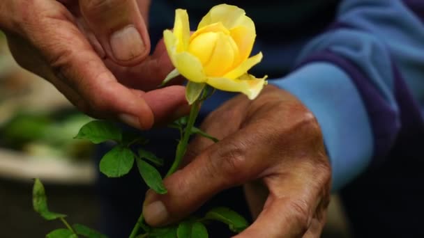 Рука Старшого Садівника Тримає Досліджує Жовту Троянду Різання Продажу Ринку — стокове відео