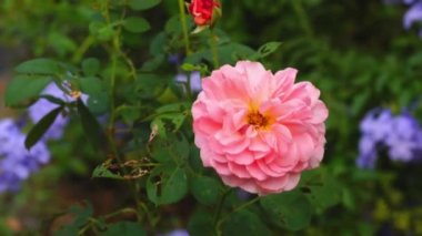 Rüzgarda sallanan pembe gül. Botanik bahçesindeki güzel pembe gülün yakın çekim sahnesi diğer çiçekleri zıpla.