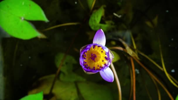 Zeitraffer Von Schönen Lila Seerose Öffnen Und Schließen Einem Teich — Stockvideo