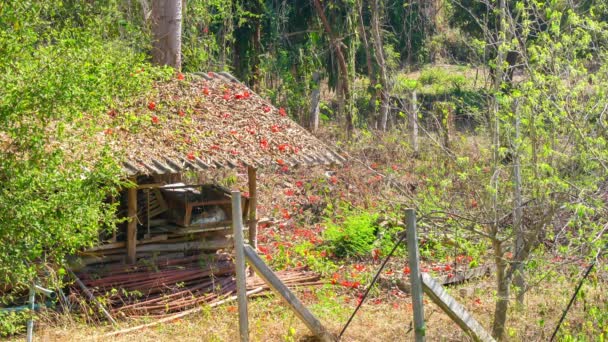 Pohled Červené Květy Bavlny Padající Střechu Malé Chatrče Zahradě Thajci — Stock video