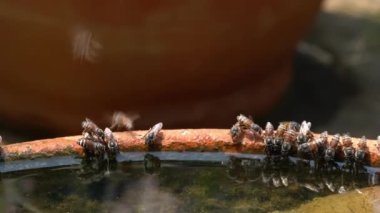 Güneşli bir günde nilüfer havzasında duran ve su içen bal arılarının yakın görüntüsü. Bal arıları, Tayland 'da Apis Cerana uçuyor, su içmek için lotus havzasında duruyor..