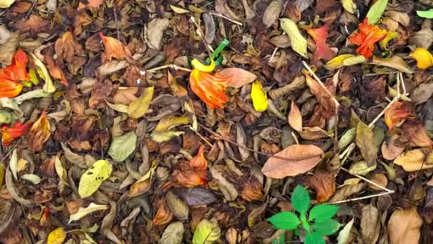 Widok Suszonych Liści Suszonych Kwiatów Spadł Ziemię Lesie Jesienią — Wideo stockowe