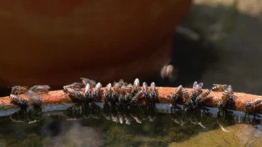 Yerli bal arıları sürüsü Tayland 'da Apis carana uçan, uçan ve lotus havzasının kenarında duran içme suyu..