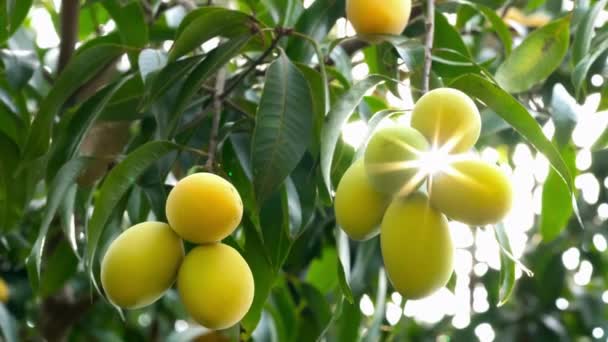 Low Angle View Bunches Marian Plum Hanging Tree Moving Wind — Stock Video