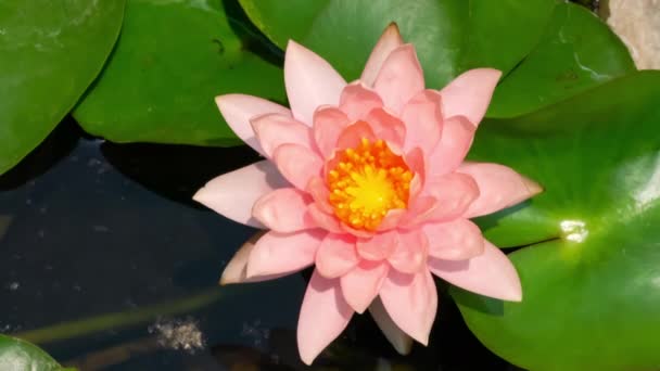 Von Oben Betrachtet Bewegt Sich Der Rosa Lotus Tubtim Siam — Stockvideo