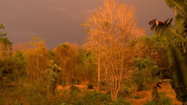 Цветной Свет Лесу Перед Штормом Дождя Сельской Местности Таиланда Сезон — стоковое видео