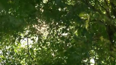 Bahar mevsiminde ağacın hareket eden yeşil yaprakları arasından güneş parlıyor. Güneş ışınları yeşil yaprakların arasından yükseliyor..