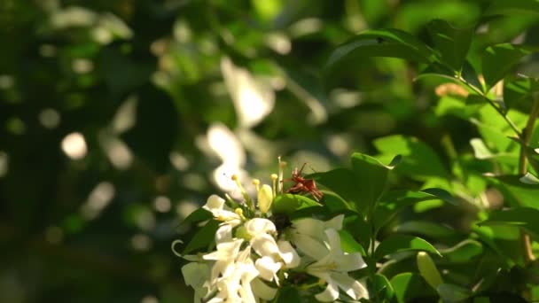 Ragno Rosso Che Cammina Sulla Foglia Scarabeo Che Cammina Sotto — Video Stock