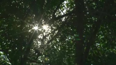 Güneş ışınlarının alçak açısı ağaçların arasından kırılır botanik bahçesinde rüzgarla hareket eder..