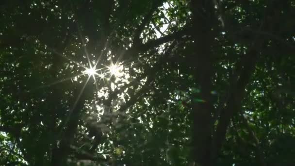 Visão Baixo Ângulo Dos Raios Sol Romper Folhas Das Árvores — Vídeo de Stock
