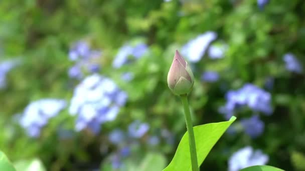 Zoom Cena Flor Lótus Lagoa Jardim Botânico Pela Manhã — Vídeo de Stock