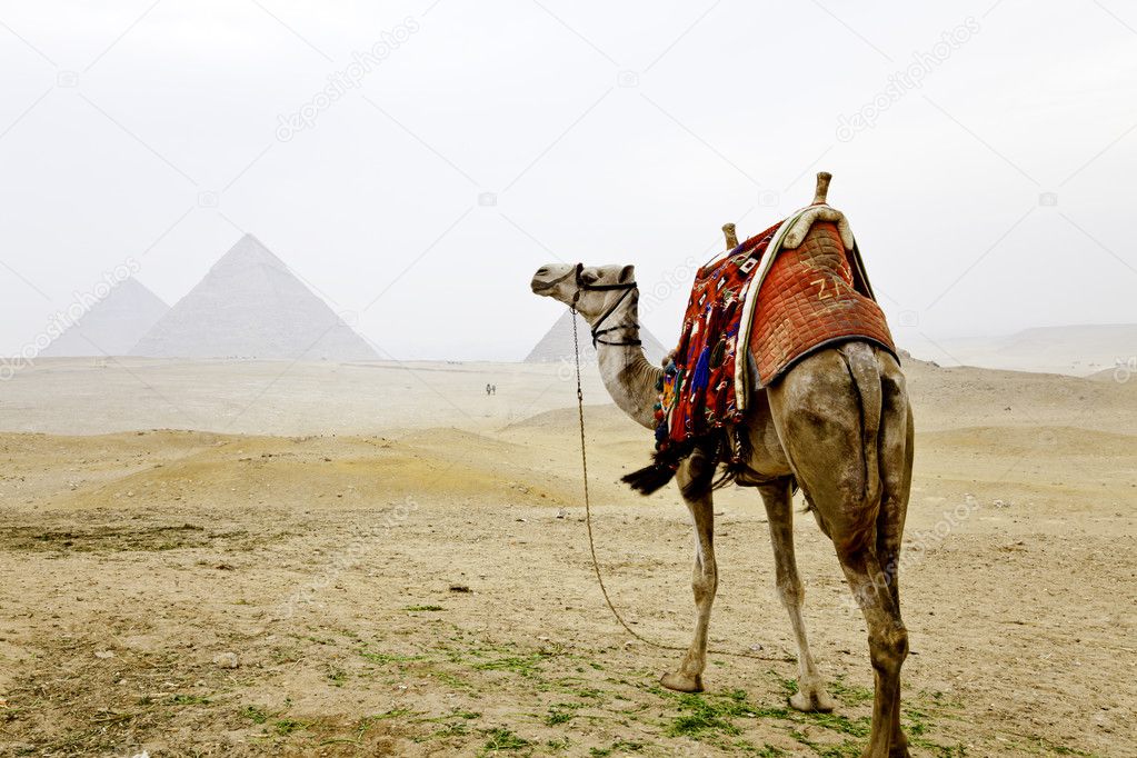 A camel and the pyramids of giza