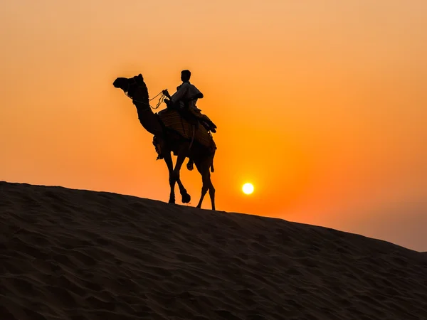 Kamel in der Wüste Thar — Stockfoto