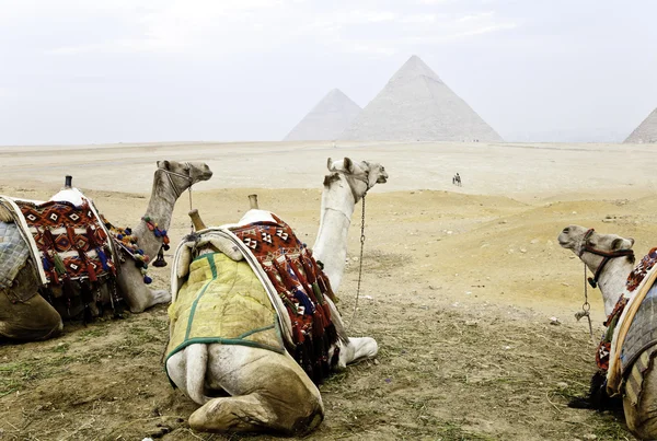 Drei Kamele und die Pyramiden von Giza — Stockfoto