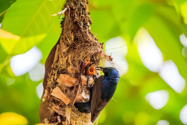 Macho sunbird alimentación joven —  Fotos de Stock