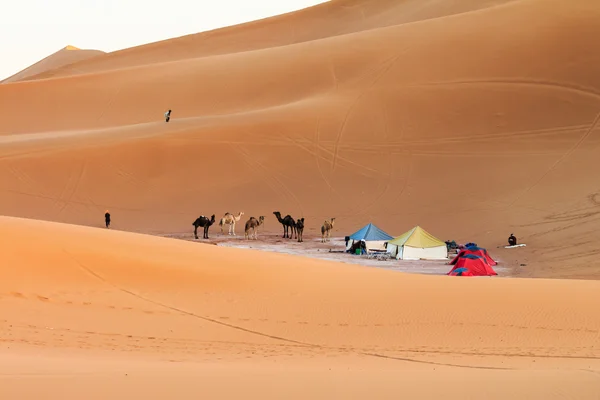 Tábor v poušti Sahara — Stock fotografie