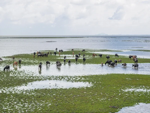 Pantano Buffalo pastando en Thale Noi — Foto de Stock