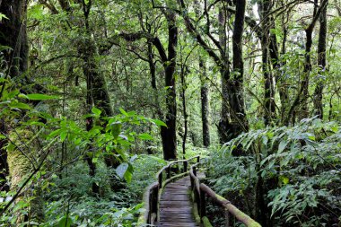 güzel yağmur ormanı