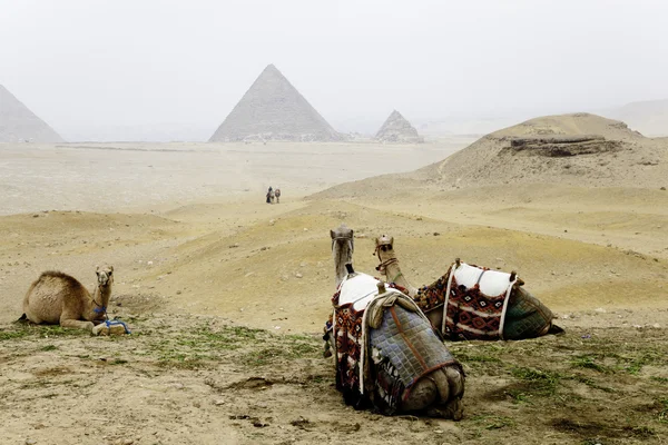 Kamelen en de piramides van Gizeh — Stockfoto