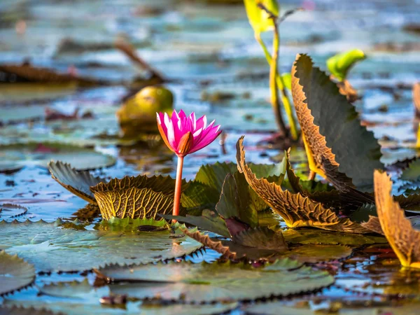 Naturliga röda lotus — Stockfoto