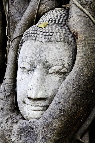 Будда на дереве — стоковое фото