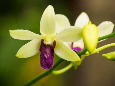 Dendrobium orkide çiçek