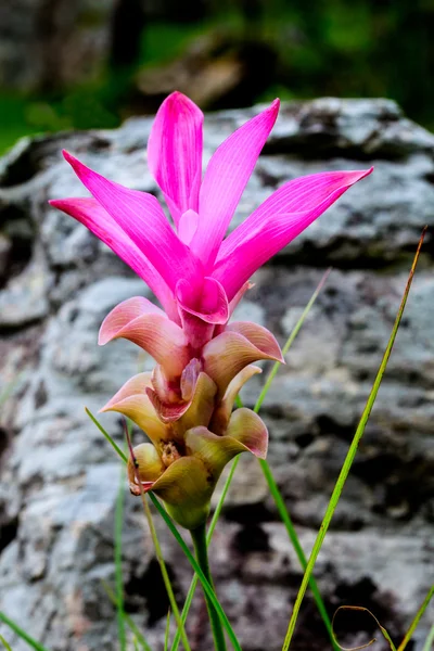 タイのサイアム チューリップの花 — ストック写真